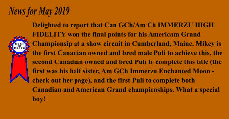 News for May 2019 Delighted to report that Can GCh/Am Ch IMMERZU HIGH FIDELITY won the final points for his Americam Grand Championsip at a show circuit in Cumberland, Maine. Mikey is the first Canadian owned and bred male Puli to achieve this, the second Canadian owned and bred Puli to complete this title (the first was his half sister, Am GCh Immerzu Enchanted Moon - check out her page), and the first Puli to complete both Canadian and American Grand championships. What a special boy!