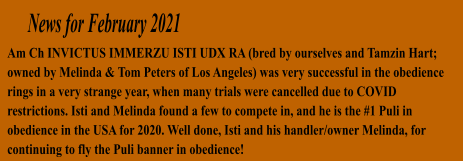 News for February 2021 Am Ch INVICTUS IMMERZU ISTI UDX RA (bred by ourselves and Tamzin Hart; owned by Melinda & Tom Peters of Los Angeles) was very successful in the obedience rings in a very strange year, when many trials were cancelled due to COVID restrictions. Isti and Melinda found a few to compete in, and he is the #1 Puli in obedience in the USA for 2020. Well done, Isti and his handler/owner Melinda, for continuing to fly the Puli banner in obedience!