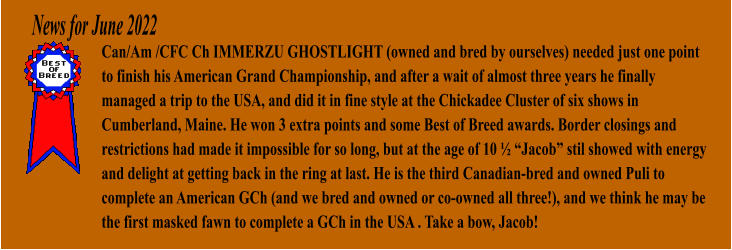 News for June 2022 Can/Am /CFC Ch IMMERZU GHOSTLIGHT (owned and bred by ourselves) needed just one point to finish his American Grand Championship, and after a wait of almost three years he finally managed a trip to the USA, and did it in fine style at the Chickadee Cluster of six shows in Cumberland, Maine. He won 3 extra points and some Best of Breed awards. Border closings and restrictions had made it impossible for so long, but at the age of 10  Jacob stil showed with energy and delight at getting back in the ring at last. He is the third Canadian-bred and owned Puli to complete an American GCh (and we bred and owned or co-owned all three!), and we think he may be the first masked fawn to complete a GCh in the USA . Take a bow, Jacob!