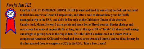 News for June 2022 Can/Am /CFC Ch IMMERZU GHOSTLIGHT (owned and bred by ourselves) needed just one point to finish his American Grand Championship, and after a wait of almost three years he finally managed a trip to the USA, and did it in fine style at the Chickadee Cluster of six shows in Cumberland, Maine. He won 3 extra points and some Best of Breed awards. Border closings and restrictions had made it impossible for so long, but at the age of 10  Jacob stil showed with energy and delight at getting back in the ring at last. He is the third Canadian-bred and owned Puli to complete an American GCh (and we bred and owned or co-owned all three!), and we think he may be the first masked fawn to complete a GCh in the USA . Take a bow, Jacob!