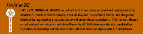 News for Nov 2022 IMMERZU ORIGINAL SINNER (owned and bred by ourselves) surprised and delighted us at the Moncton KC shows in New Brunswick, when she took two  Best of Breed awards, and also placed fourth in the large herding group, beating several group winners and placers!  This was only Sinners second weekend ever of shows, and she is 20 months old! With these wins she also completed her Canadian championship, and she showed with self-confidence and style despite her inexperience.